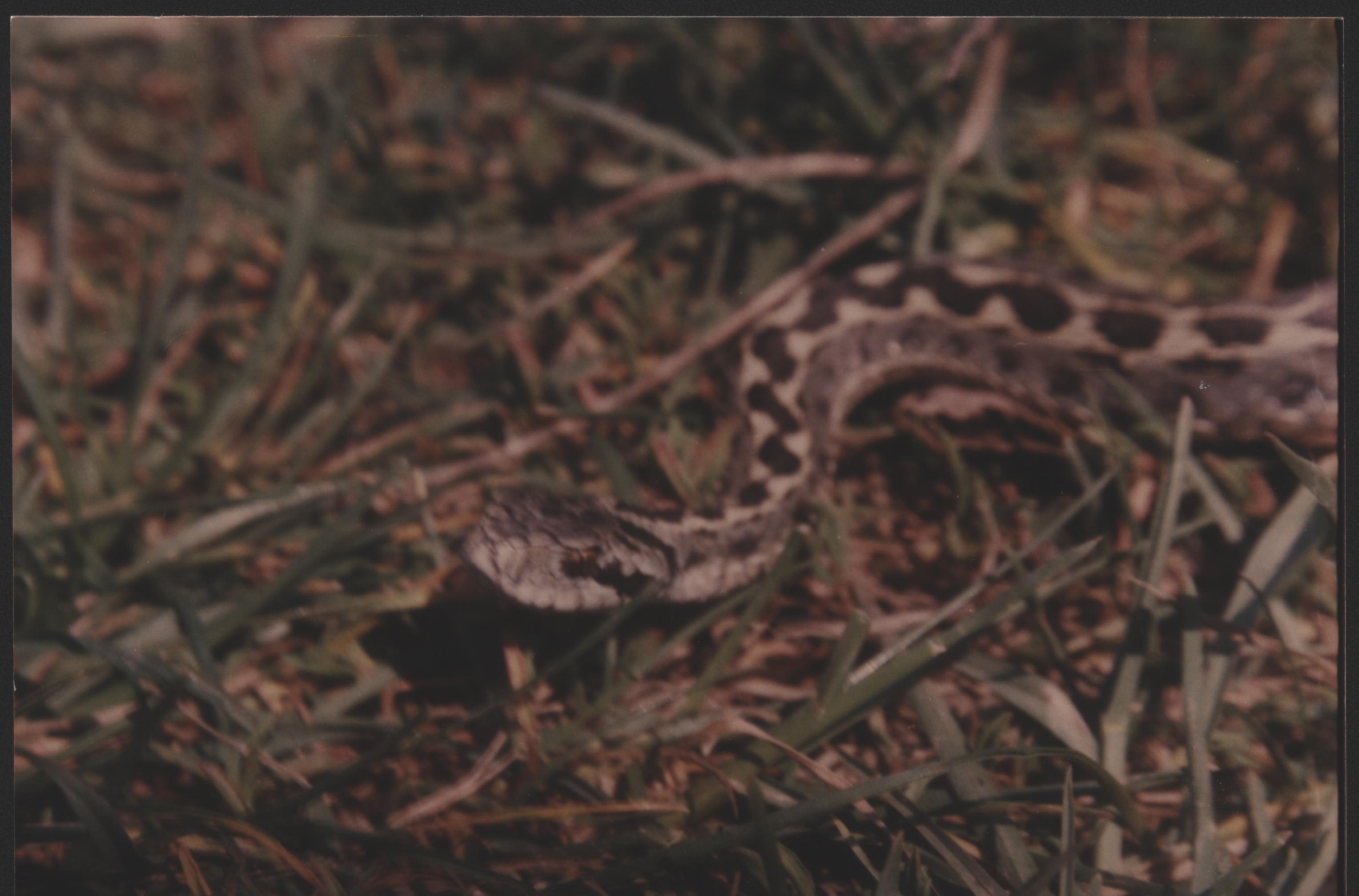 Moldavian Steppe Viper(Vipera ursinii moldavica)3.jpg [303 Kb]